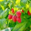 Raspberry Heritage 1 Year Live Bare Root Plant (Bag Of 1) -Garden State Bulb garden state bulb fruit plants ecs 15 01 01 64 1000