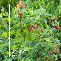 Raspberry Heritage, 1 Year Live Bare Root Plant (Bag Of 2) -Garden State Bulb garden state bulb fruit plants ecs 15 02 02 44 1000