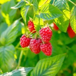 Raspberry Heritage, 1 Year Live Bare Root Plant (Bag Of 2)