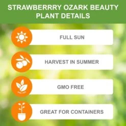 Strawberry Ozark Beauty Live Bare Root Crowns (Bag Of 10) -Garden State Bulb garden state bulb fruit plants ecs 16 10 01 1f 1000