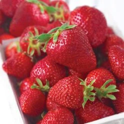 Strawberry Ozark Beauty Live Bare Root Crowns (Bag Of 10) -Garden State Bulb garden state bulb fruit plants ecs 16 10 01 31 1000