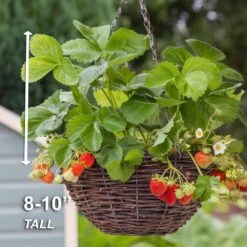 Strawberry Ozark Beauty Live Bare Root Crowns (Bag Of 10) -Garden State Bulb garden state bulb fruit plants ecs 16 10 01 44 1000