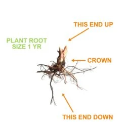 Strawberry Ozark Beauty Live Bare Root Crowns (Bag Of 10) -Garden State Bulb garden state bulb fruit plants ecs 16 10 01 4f 1000