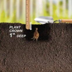 Strawberry Ozark Beauty, Live Bare Root (Bag Of 20) -Garden State Bulb garden state bulb fruit plants ecs 16 20 02 fa 1000