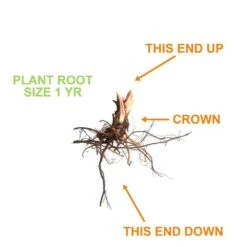 Strawberry Ozark Beauty, Live Bare Root (Bag Of 40) -Garden State Bulb garden state bulb fruit plants ecs 16 40 04 4f 1000