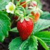 Strawberry Ozark Beauty, Live Bare Root (Bag Of 40) -Garden State Bulb garden state bulb fruit plants ecs 16 40 04 64 1000