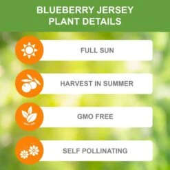 Blueberry Jersey, Live Bare Root Plant (Bag Of 2) -Garden State Bulb garden state bulb fruit plants ecs 17 02 02 1f 1000