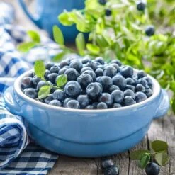 Blueberry Jersey, Live Bare Root Plant (Bag Of 2) -Garden State Bulb garden state bulb fruit plants ecs 17 02 02 31 1000