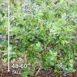 Blueberry Jersey, Live Bare Root Plant (Bag Of 2) -Garden State Bulb garden state bulb fruit plants ecs 17 02 02 44 1000