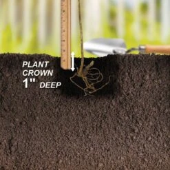 Blueberry Jersey, Live Bare Root Plant (Bag Of 2) -Garden State Bulb garden state bulb fruit plants ecs 17 02 02 fa 1000