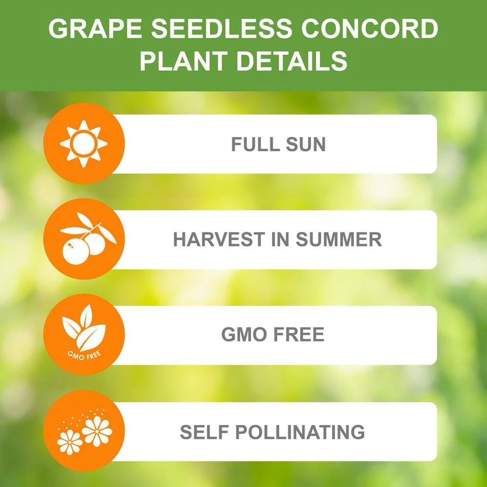 Grape Seedless Concord, Live Bare Root Plant (Bag Of 1) 6 Grape Seedless Concord, Live Bare Root Plant (Bag Of 1) - Image 4