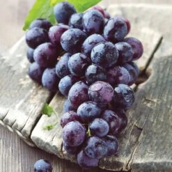 Grape Seedless Concord, Live Bare Root Plant (Bag Of 1) 17 Grape Seedless Concord, Live Bare Root Plant (Bag Of 1) -Garden State Bulb garden state bulb fruit plants ecs 18 01 01 31 1000