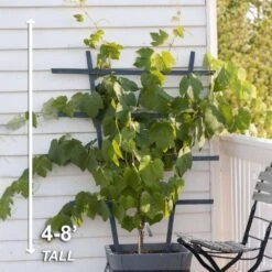 Grape Seedless Concord, Live Bare Root Plant (Bag Of 1) 14 Grape Seedless Concord, Live Bare Root Plant (Bag Of 1) -Garden State Bulb garden state bulb fruit plants ecs 18 01 01 44 1000