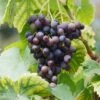 Grape Seedless Concord, Live Bare Root Plant (Bag Of 1) -Garden State Bulb garden state bulb fruit plants ecs 18 01 01 64 1000