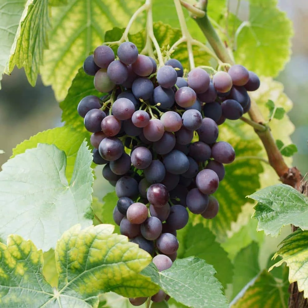 Grape Seedless Concord, Live Bare Root Plant (Bag Of 1) 3 Grape Seedless Concord, Live Bare Root Plant (Bag Of 1)