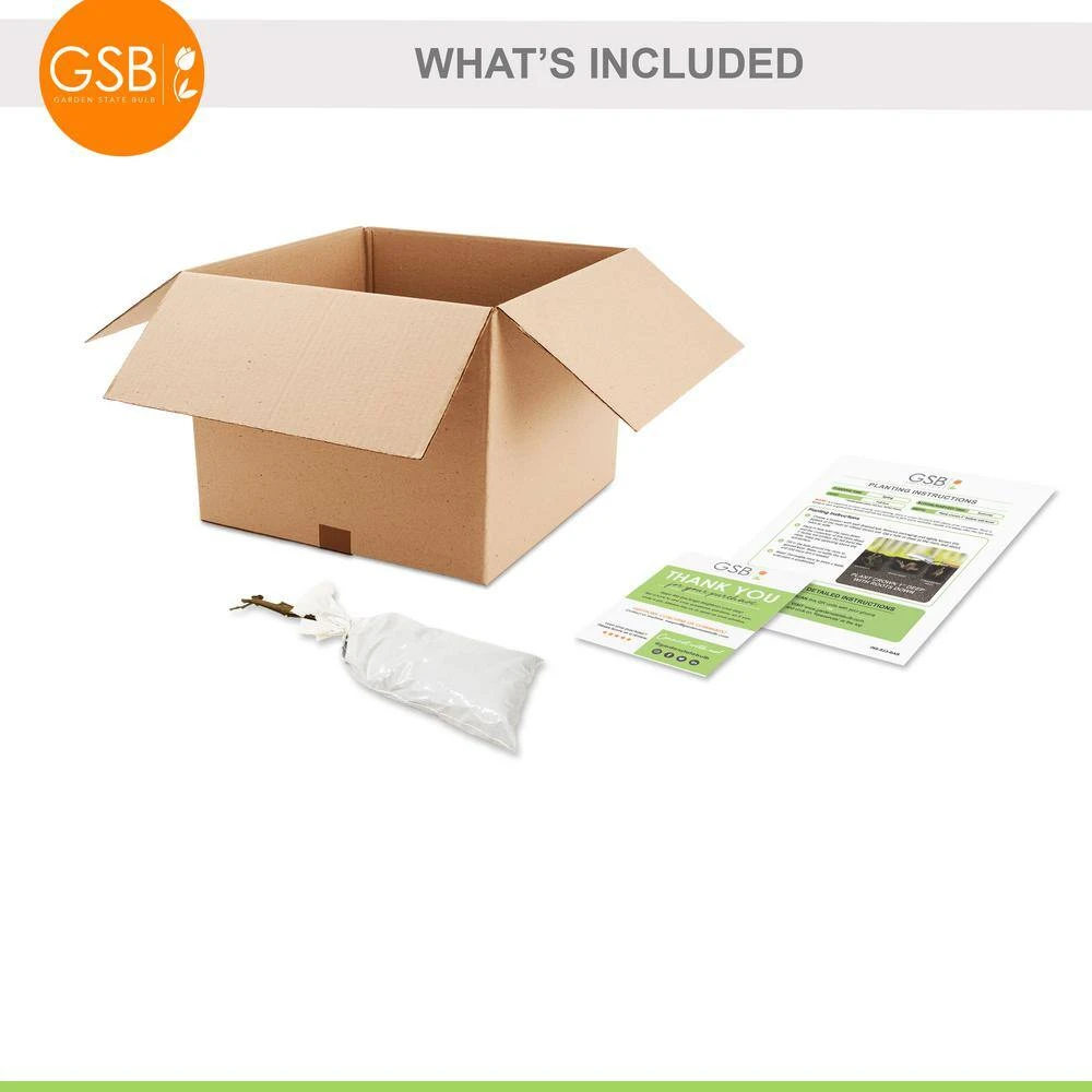 Grape Seedless Concord, Live Bare Root Plant (Bag Of 1) 4 Grape Seedless Concord, Live Bare Root Plant (Bag Of 1) - Image 2