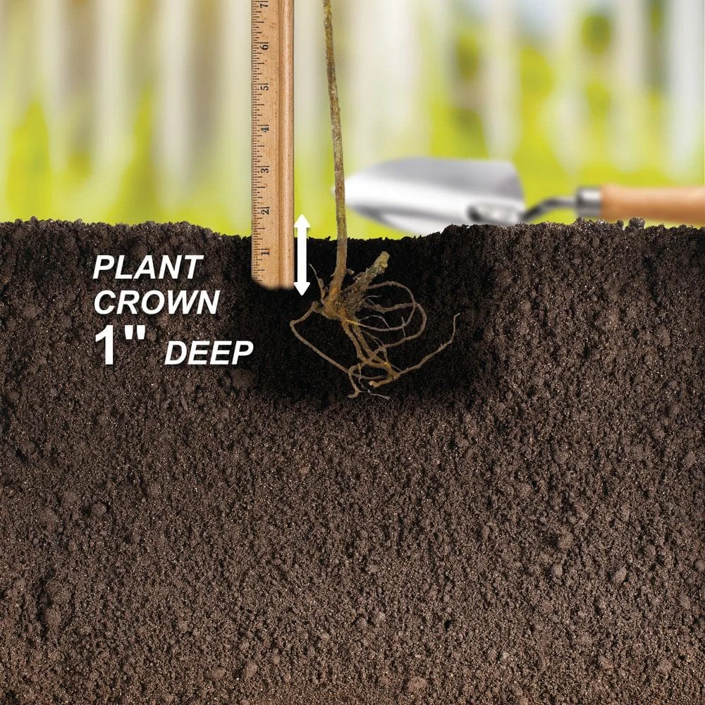 Grape Seedless Concord, Live Bare Root Plant (Bag Of 1) 8 Grape Seedless Concord, Live Bare Root Plant (Bag Of 1) - Image 6