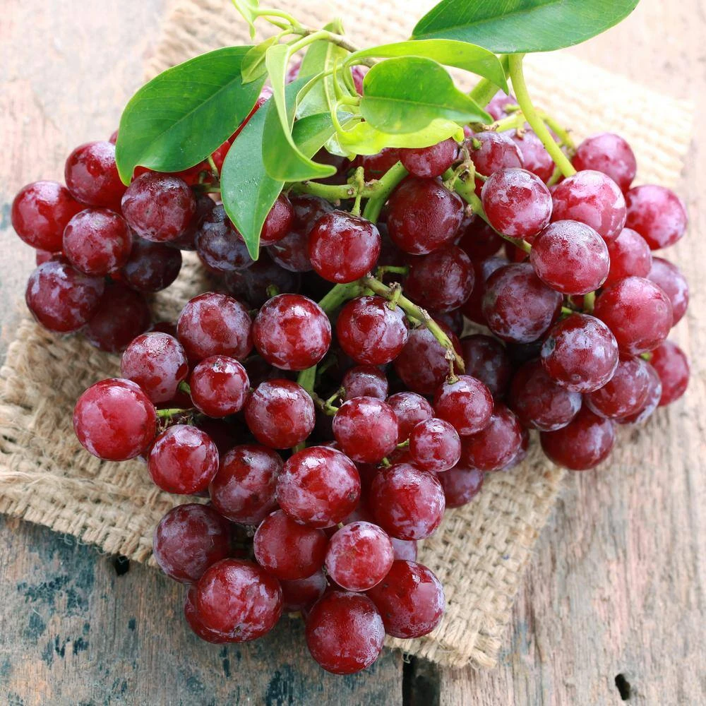 Red Seedless Suffolk Grape, Live Bare Root Plant (Bag Of 1) 10 Red Seedless Suffolk Grape, Live Bare Root Plant (Bag Of 1) - Image 8