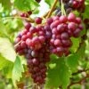 Red Seedless Suffolk Grape, Live Bare Root Plant (Bag Of 1) -Garden State Bulb garden state bulb fruit plants ecs 19 01 01 64 1000