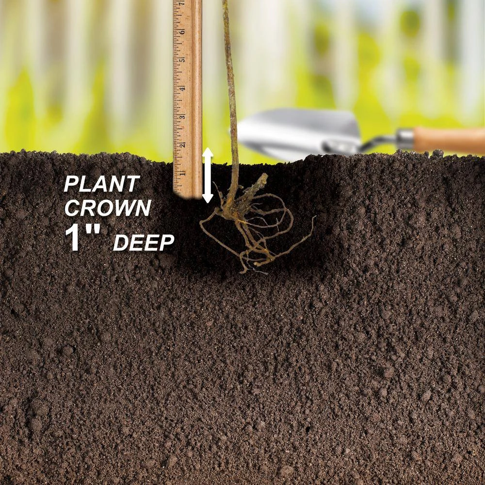 Red Seedless Suffolk Grape, Live Bare Root Plant (Bag Of 1) 8 Red Seedless Suffolk Grape, Live Bare Root Plant (Bag Of 1) - Image 6