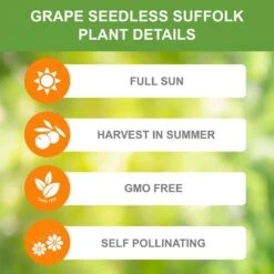 Red Seedless Suffolk Grape, Live Bare Root Plant (Bag Of 2) -Garden State Bulb garden state bulb fruit plants ecs 19 02 02 1f 1000