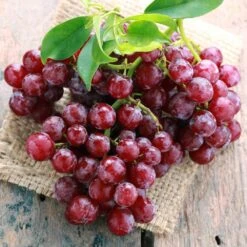 Red Seedless Suffolk Grape, Live Bare Root Plant (Bag Of 2) -Garden State Bulb garden state bulb fruit plants ecs 19 02 02 31 1000