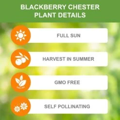 Blackberry Chester, Live Bare Root Plant (Bag Of 1) -Garden State Bulb garden state bulb fruit plants ecs 20 01 01 1f 1000