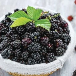 Blackberry Chester, Live Bare Root Plant (Bag Of 1) -Garden State Bulb garden state bulb fruit plants ecs 20 01 01 31 1000