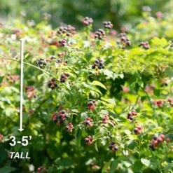 Blackberry Chester, Live Bare Root Plant (Bag Of 1) -Garden State Bulb garden state bulb fruit plants ecs 20 01 01 44 1000