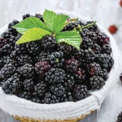 Blackberry Chester, Live Bare Root Plant (Bag Of 2) -Garden State Bulb garden state bulb fruit plants ecs 20 02 02 31 1000