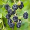 Blackberry Chester, Live Bare Root Plant (Bag Of 2)
