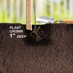 Blackberry Chester, Live Bare Root Plant (Bag Of 2) -Garden State Bulb garden state bulb fruit plants ecs 20 02 02 fa 1000