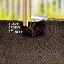 1-Year, Brandywine Raspberry Plant, Live Bare Root, Non-GMO (Bag Of 1) -Garden State Bulb garden state bulb fruit plants ecs 78 01 01 44 1000