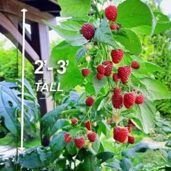 1-Year, Brandywine Raspberry Plant, Live Bare Root, Non-GMO (Bag Of 1) -Garden State Bulb garden state bulb fruit plants ecs 78 01 01 4f 1000