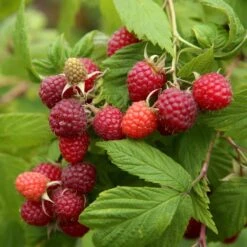 1-Year, Brandywine Raspberry Bare Roots, Non-GMO (Bag Of 2)