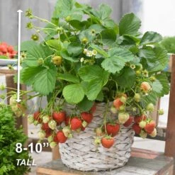 Tristar Everbearing Strawberry Bare Roots, Non-GMO (Bag Of 10) -Garden State Bulb garden state bulb fruit plants ecs 79 10 01 4f 1000