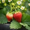 Tristar Everbearing Strawberry Bare Root Crowns, Non-GMO (Bag Of 20) -Garden State Bulb garden state bulb fruit plants ecs 79 20 02 64 1000