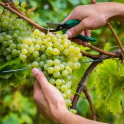 1-Year, Himrod Seedless Grape Bare Root, Non-GMO (Bag Of 1) -Garden State Bulb garden state bulb fruit plants ecs 80 01 01 31 1000