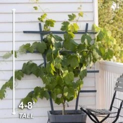 1-Year, Himrod Seedless Grape Bare Roots, Non-GMO (Bag Of 2) 12 1-Year, Himrod Seedless Grape Bare Roots, Non-GMO (Bag Of 2) -Garden State Bulb garden state bulb fruit plants ecs 80 02 02 4f 1000