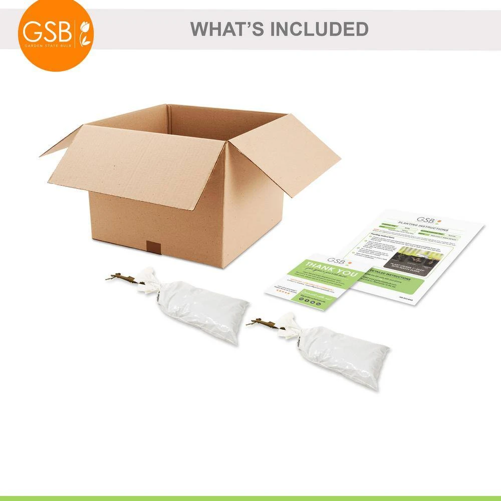 1-Year, Himrod Seedless Grape Bare Roots, Non-GMO (Bag Of 2) 9 1-Year, Himrod Seedless Grape Bare Roots, Non-GMO (Bag Of 2) - Image 7