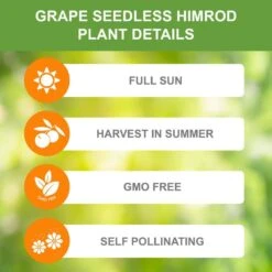 1-Year, Himrod Seedless Grape Bare Roots, Non-GMO (Bag Of 2) 11 1-Year, Himrod Seedless Grape Bare Roots, Non-GMO (Bag Of 2) -Garden State Bulb garden state bulb fruit plants ecs 80 02 02 c3 1000