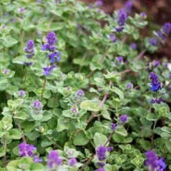 Catnip Herb Grow Kit With Mouse Toy (2-Pack) 15 Catnip Herb Grow Kit With Mouse Toy (2-Pack) -Garden State Bulb garden state bulb hydroponic seed starters ech 18 02 01 1f 1000