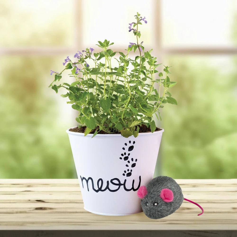 Catnip Herb Grow Kit With Mouse Toy (2-Pack) 11 Catnip Herb Grow Kit With Mouse Toy (2-Pack) - Image 9