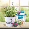 Catnip Herb Grow Kit With Mouse Toy (2-Pack) 1 Catnip Herb Grow Kit With Mouse Toy (2-Pack) -Garden State Bulb garden state bulb hydroponic seed starters ech 18 02 01 64 1000