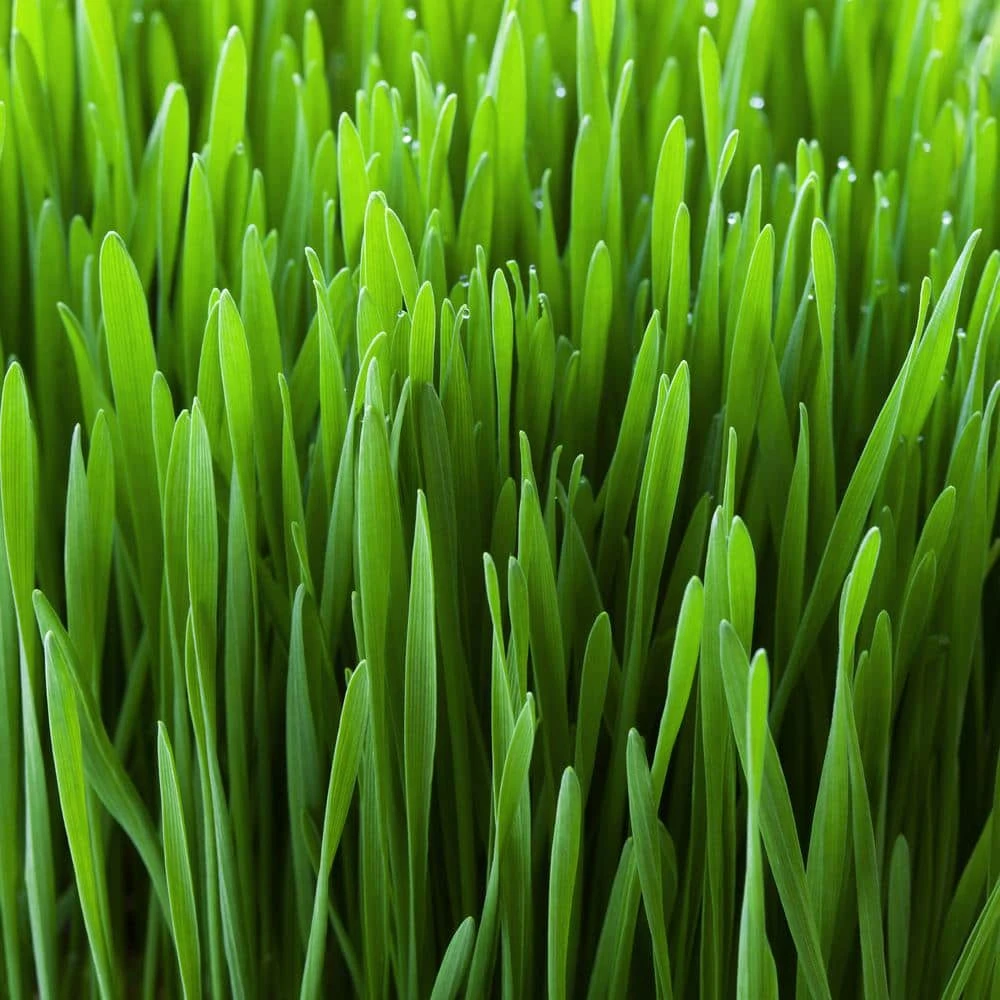 Cat Grass Herb Seed Grow Kit With Mouse Toy (2-Pack) 6 Cat Grass Herb Seed Grow Kit With Mouse Toy (2-Pack) - Image 5