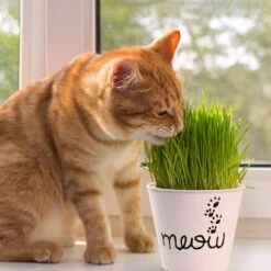 Cat Grass Herb Seed Grow Kit With Mouse Toy (2-Pack) 16 Cat Grass Herb Seed Grow Kit With Mouse Toy (2-Pack) -Garden State Bulb garden state bulb hydroponic seed starters ech 19 02 01 31 1000
