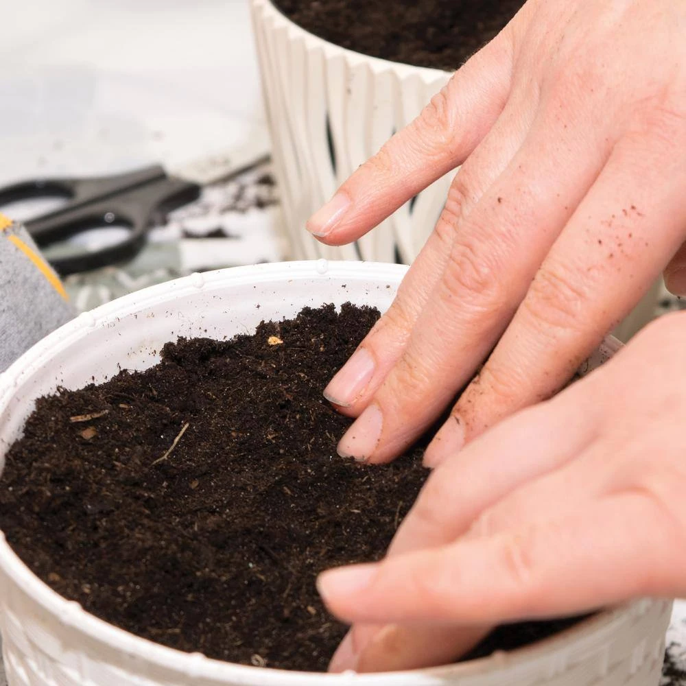 Cat Grass Herb Seed Grow Kit With Mouse Toy (2-Pack) 7 Cat Grass Herb Seed Grow Kit With Mouse Toy (2-Pack) - Image 6