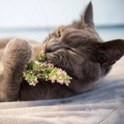 Herb Garden Kit With White Metal Planter (Cat Grass And Catnip) (2-Pack) 16 Herb Garden Kit With White Metal Planter (Cat Grass And Catnip) (2-Pack) -Garden State Bulb garden state bulb hydroponic seed starters ecs 34 cc 02 31 1000