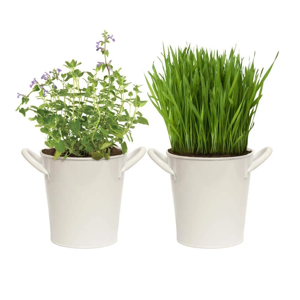 Herb Garden Kit With White Metal Planter (Cat Grass And Catnip) (2-Pack) 2 Herb Garden Kit With White Metal Planter (Cat Grass And Catnip) (2-Pack)