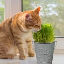 Herb Garden Kit With Aged Zinc Metal Planter (Cat Grass And Cat Nip) (2-Pack) 17 Herb Garden Kit With Aged Zinc Metal Planter (Cat Grass And Cat Nip) (2-Pack) -Garden State Bulb garden state bulb hydroponic seed starters ecs 44 cc 02 31 1000